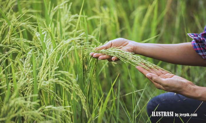 manfaat agrikultur organik di indonesia